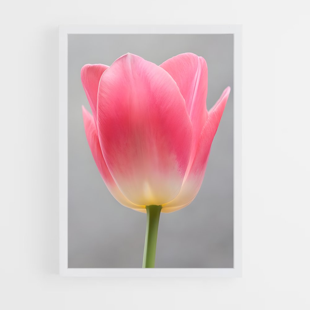 ap-tulip-4 cadre Blanc