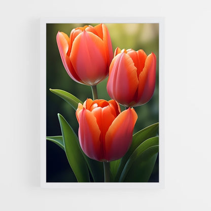 ap-tulip-5 cadre Blanc