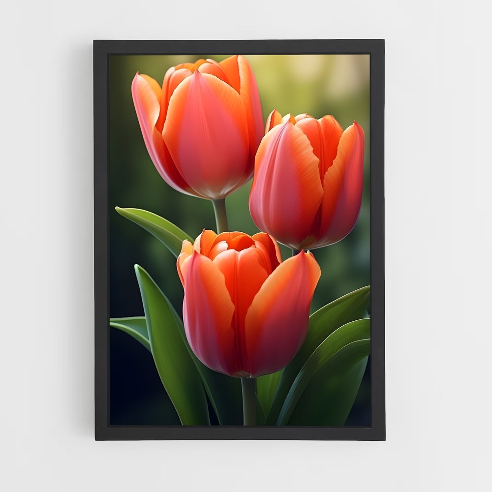 ap-tulip-5 cadre Noir