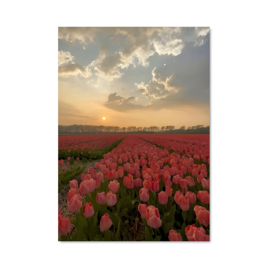 Poster Champs de Tulipes