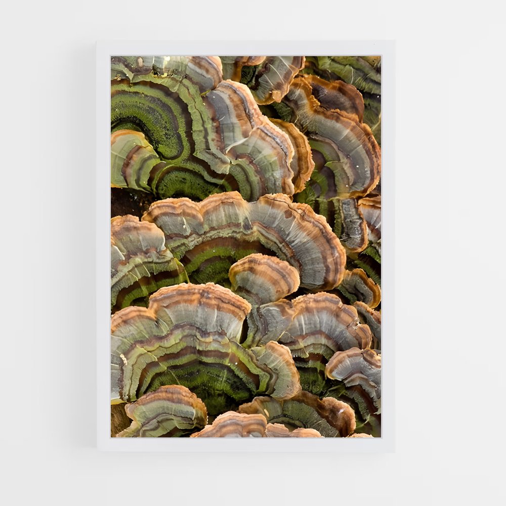 ap-turkey tail-1 cadre Blanc