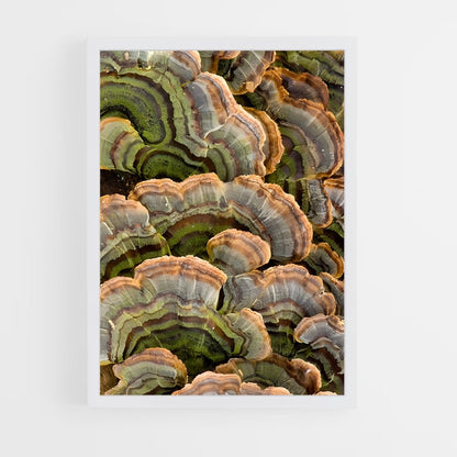 ap-turkey tail-1 cadre Blanc