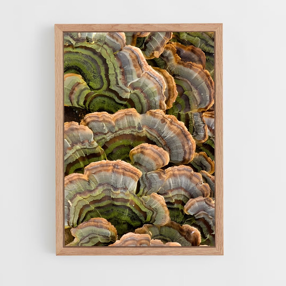 ap-turkey tail-1 cadre Bois clair