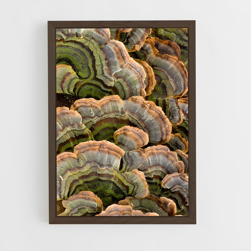 ap-turkey tail-1 cadre Bois foncé