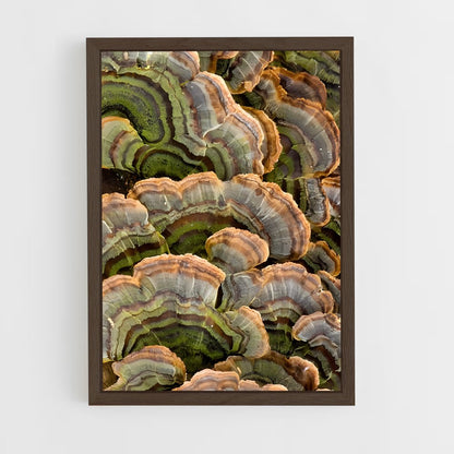 ap-turkey tail-1 cadre Bois foncé