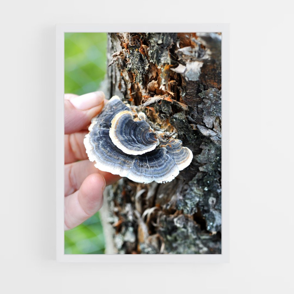 ap-turkey tail-2 cadre Blanc