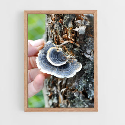 ap-turkey tail-2 cadre Bois clair