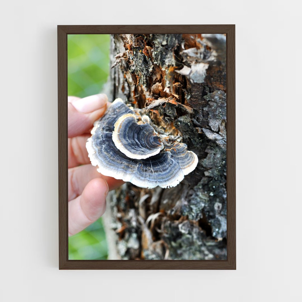 ap-turkey tail-2 cadre Bois foncé