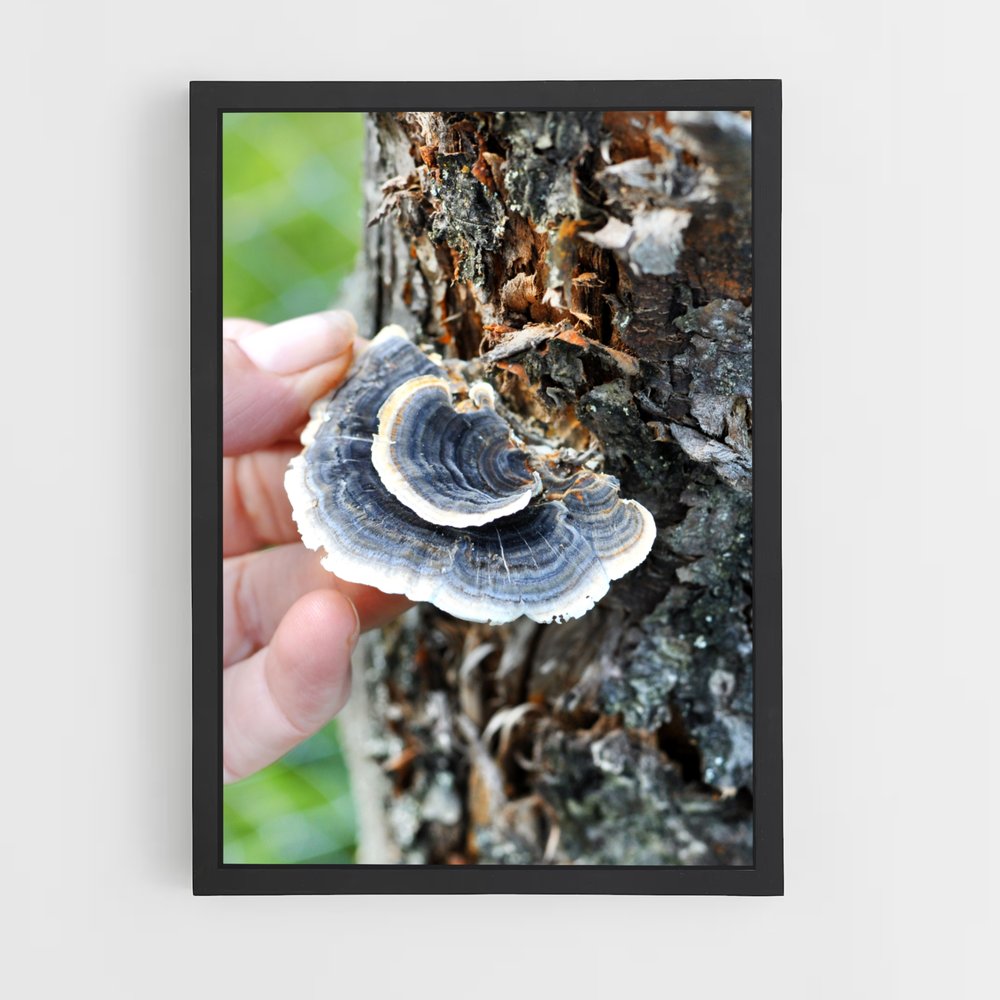 ap-turkey tail-2 cadre Noir