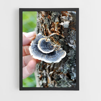 ap-turkey tail-2 cadre Noir