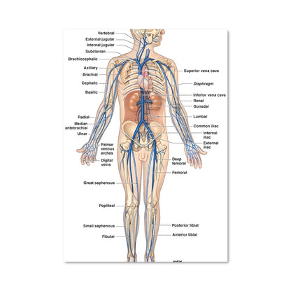 Poster Veines Vitales
