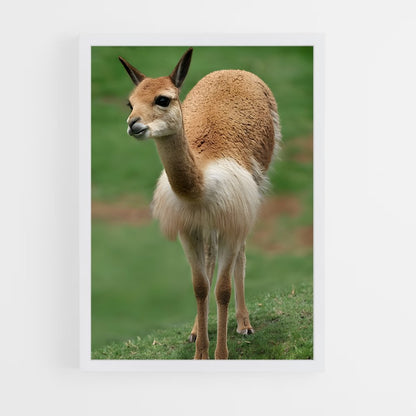 ap-vicuna-2 cadre Blanc