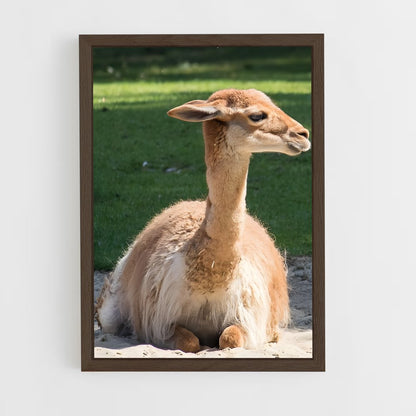 ap-vicuna-6 cadre Bois foncé