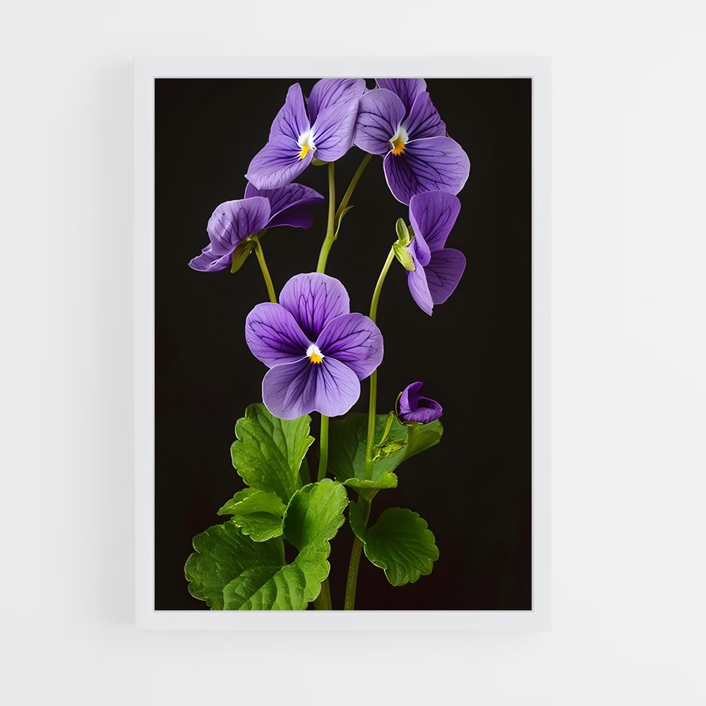 ap-violet-5 cadre Blanc