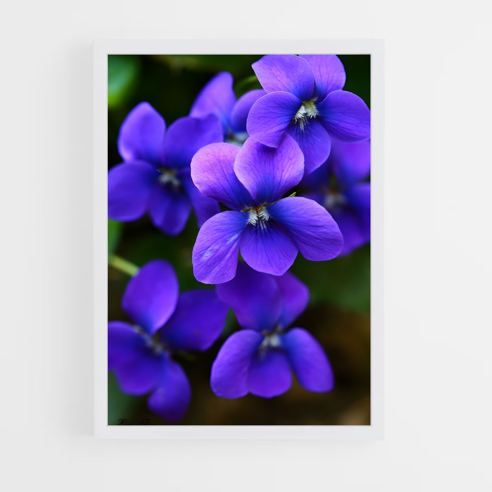ap-violet-8 cadre Blanc