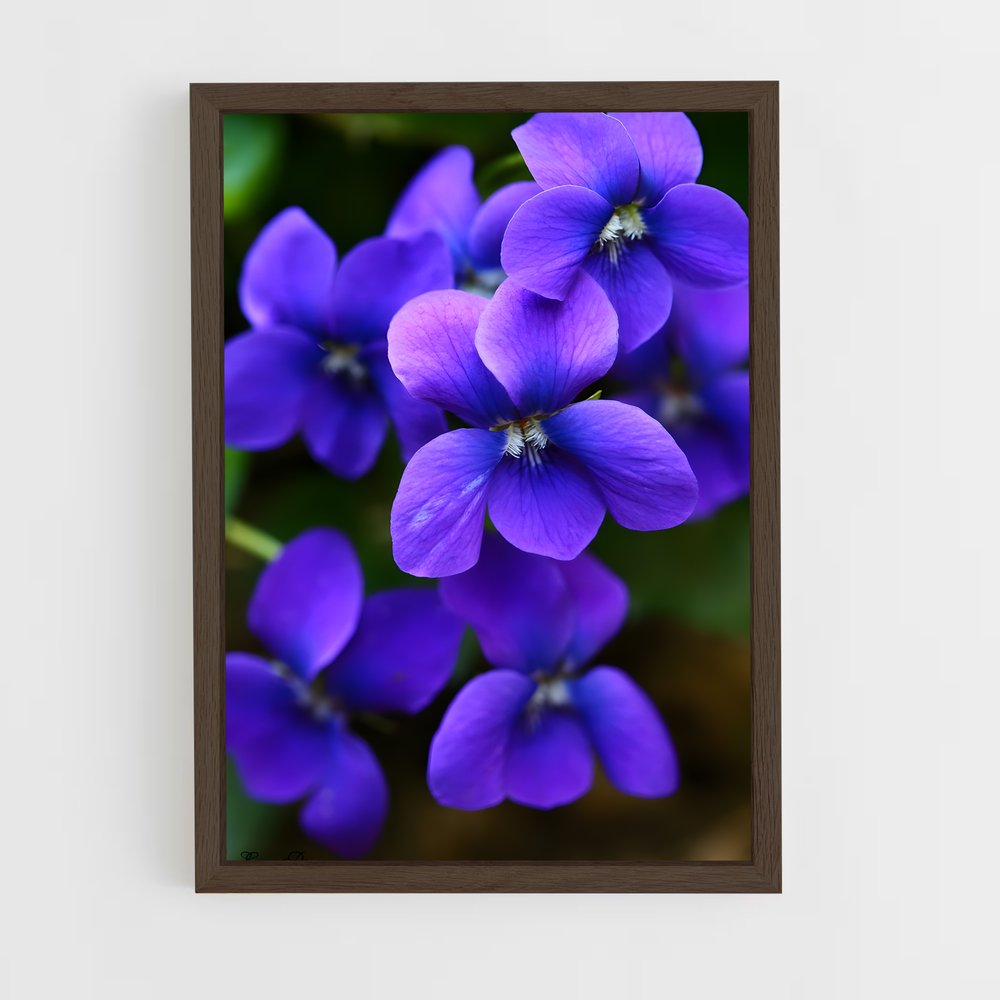 ap-violet-8 cadre Bois foncé