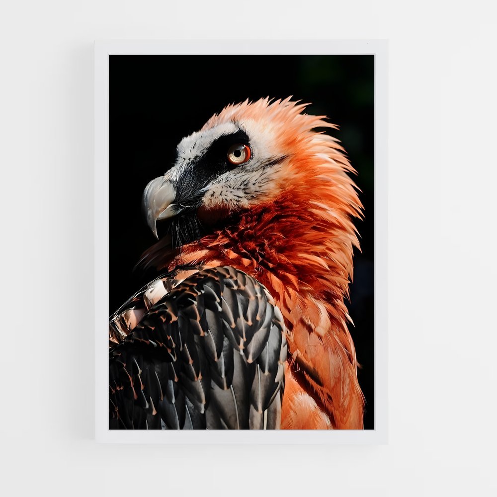 ap-vulture-1 cadre Blanc