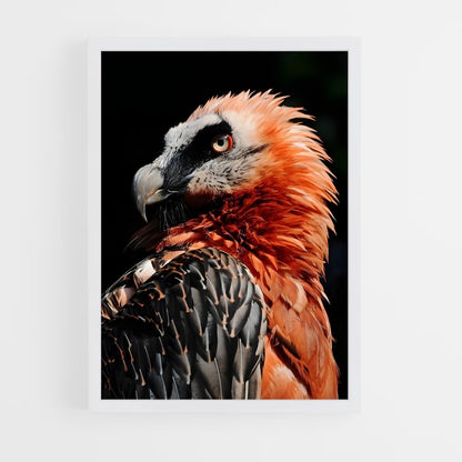 ap-vulture-1 cadre Blanc