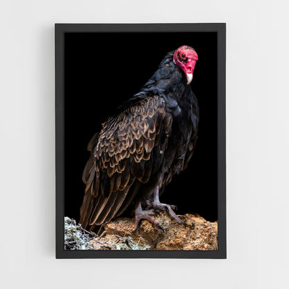 ap-vulture-3 cadre Noir