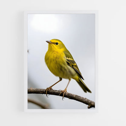 ap-warbler-5 cadre Blanc