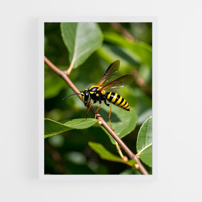 ap-wasp-13 cadre Blanc