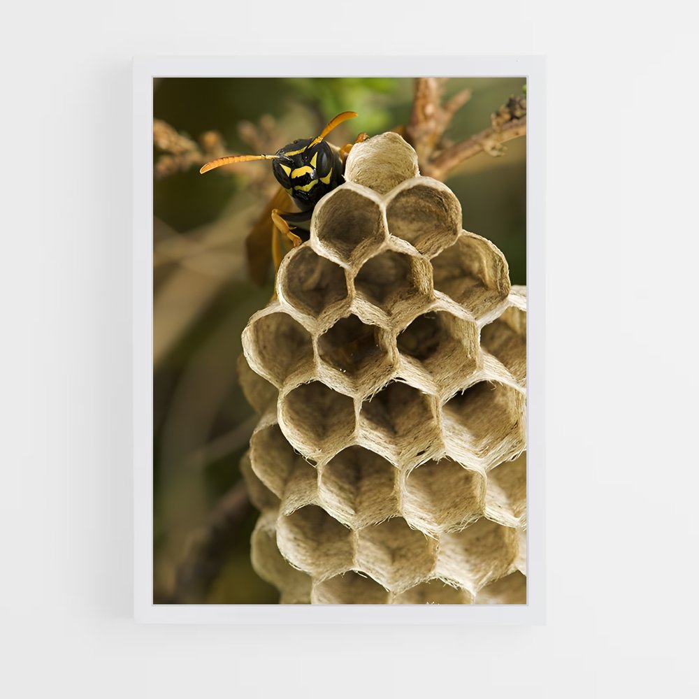 ap-wasp-18 cadre Blanc