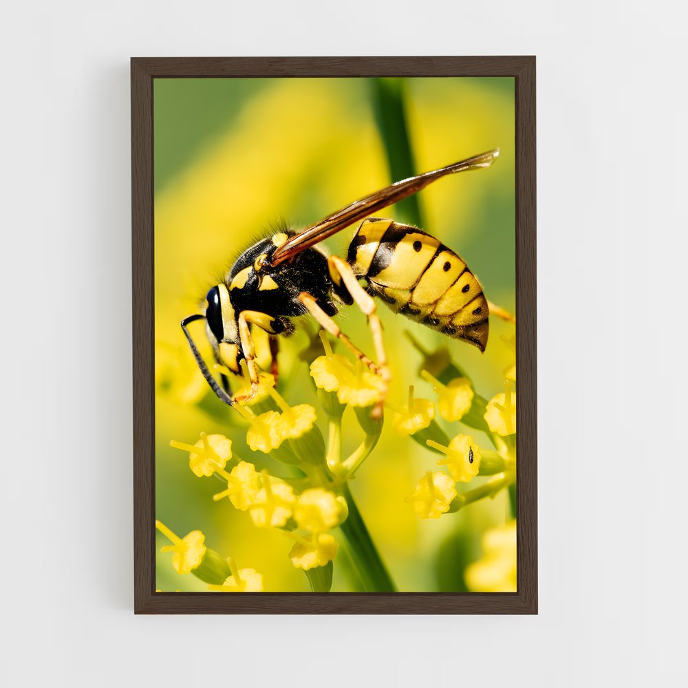 ap-wasp-20 cadre Bois foncé