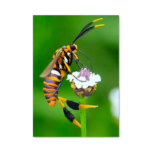 Poster La Fête des Fleurs