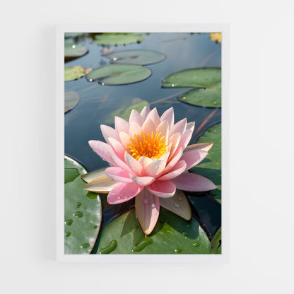 ap-water lily-1 cadre Blanc