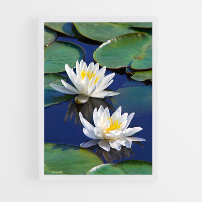 ap-water lily-3 cadre Blanc