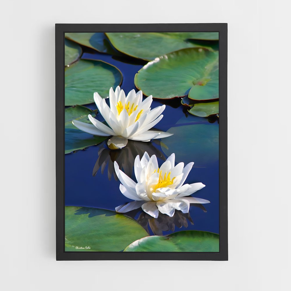 ap-water lily-3 cadre Noir