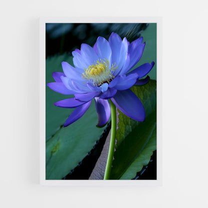 ap-water lily-6 cadre Blanc