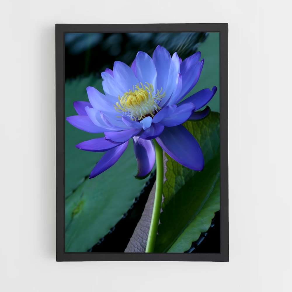 ap-water lily-6 cadre Noir
