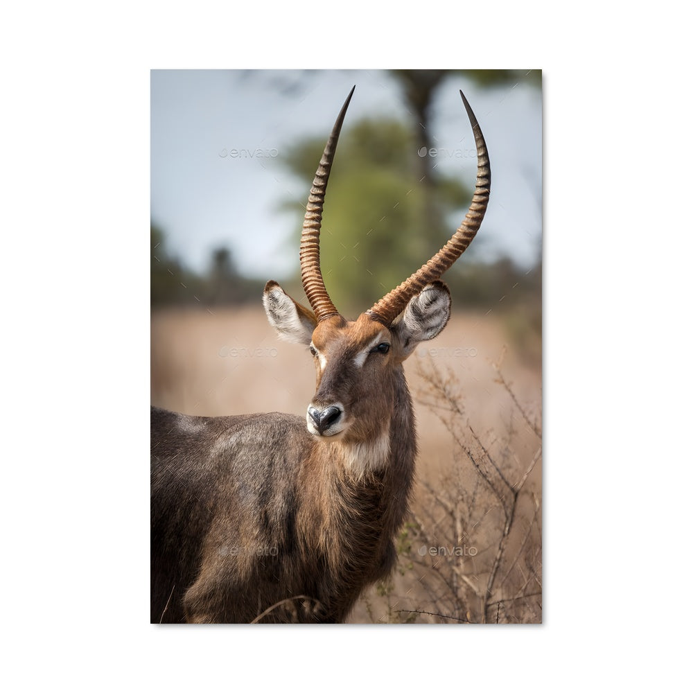 Poster Kudu Sauvage
