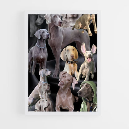 ap-weimaraner-5 cadre Blanc