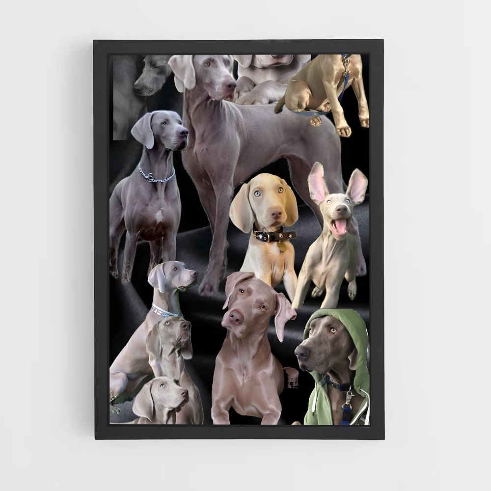 ap-weimaraner-5 cadre Noir