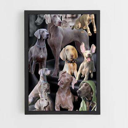 ap-weimaraner-5 cadre Noir