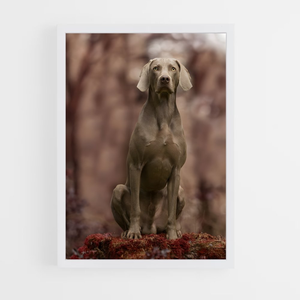 ap-weimaraner-6 cadre Blanc