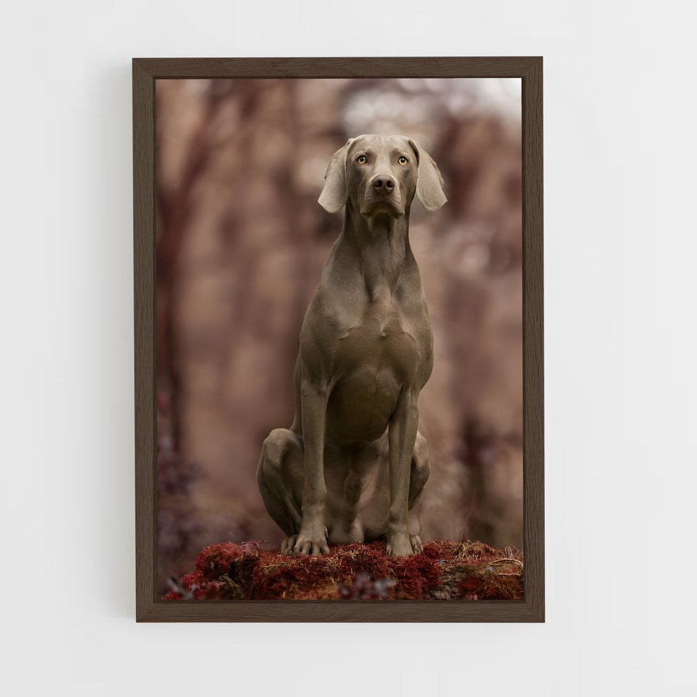 ap-weimaraner-6 cadre Bois foncé