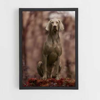 ap-weimaraner-6 cadre Noir