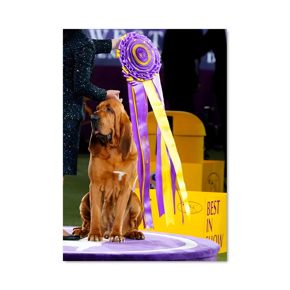 Poster Compétition canines