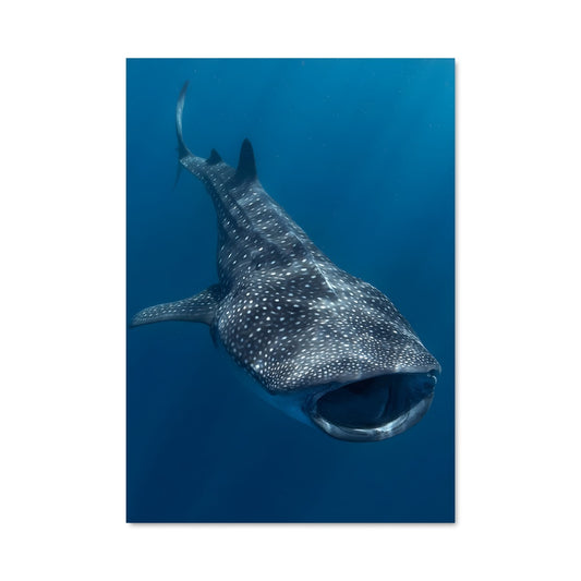 Poster Whale shark 84583