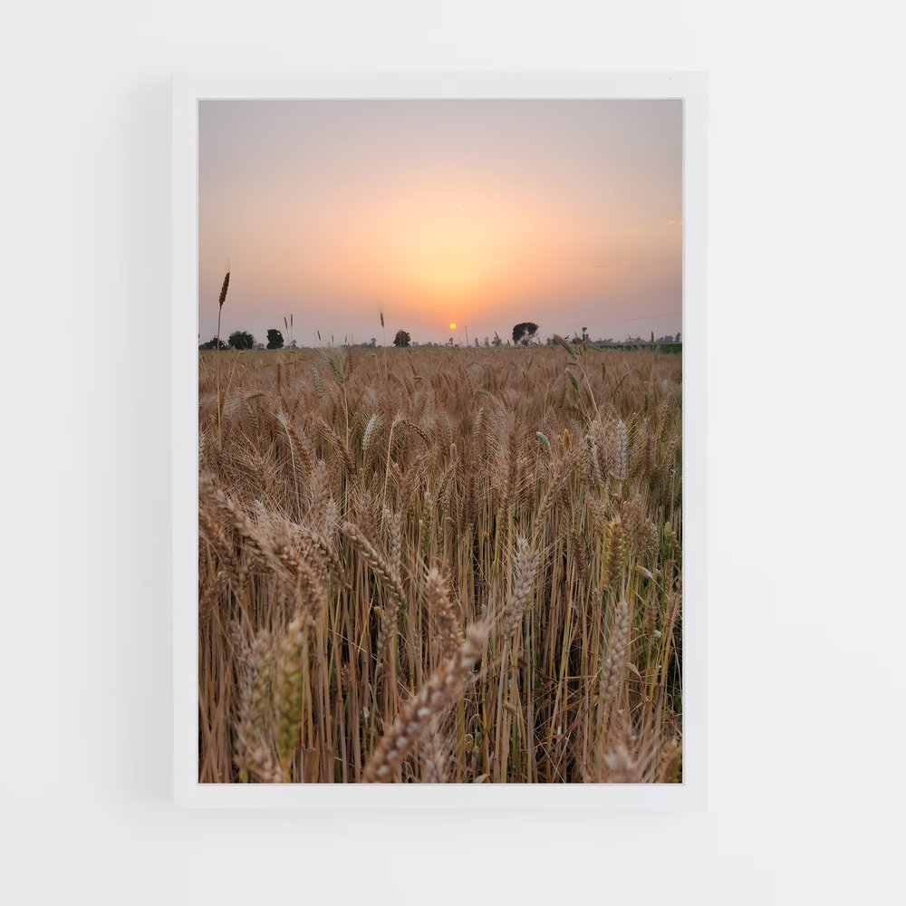 ap-wheat-1 cadre Blanc