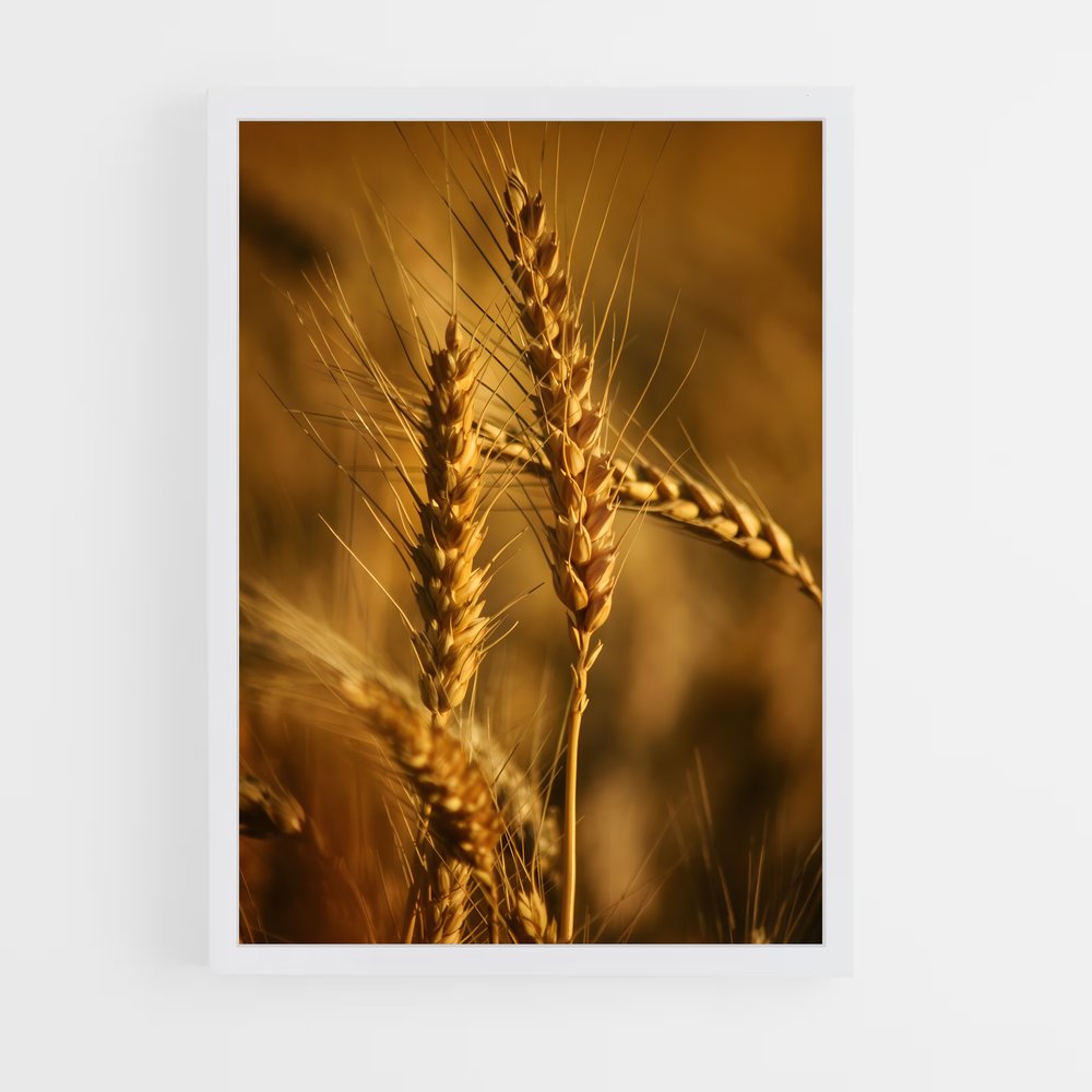 ap-wheat-2 cadre Blanc