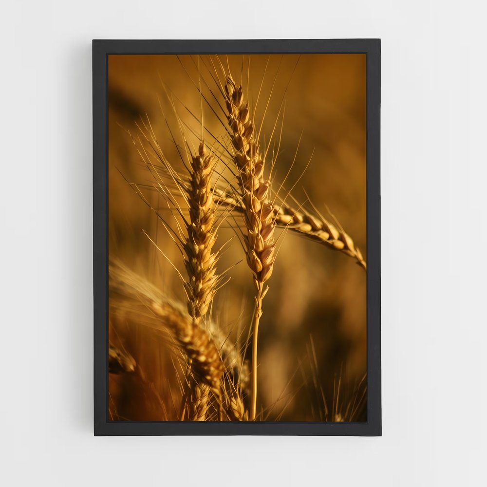 ap-wheat-2 cadre Noir