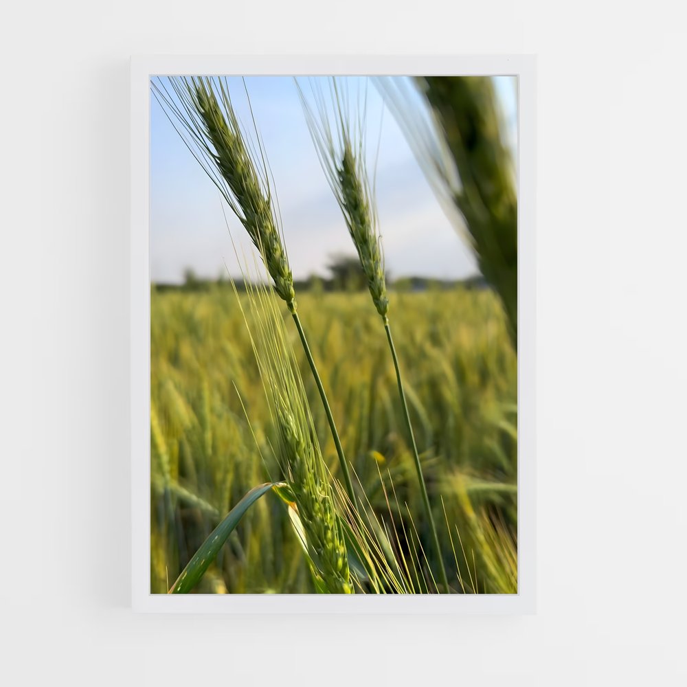 ap-wheat-4 cadre Blanc