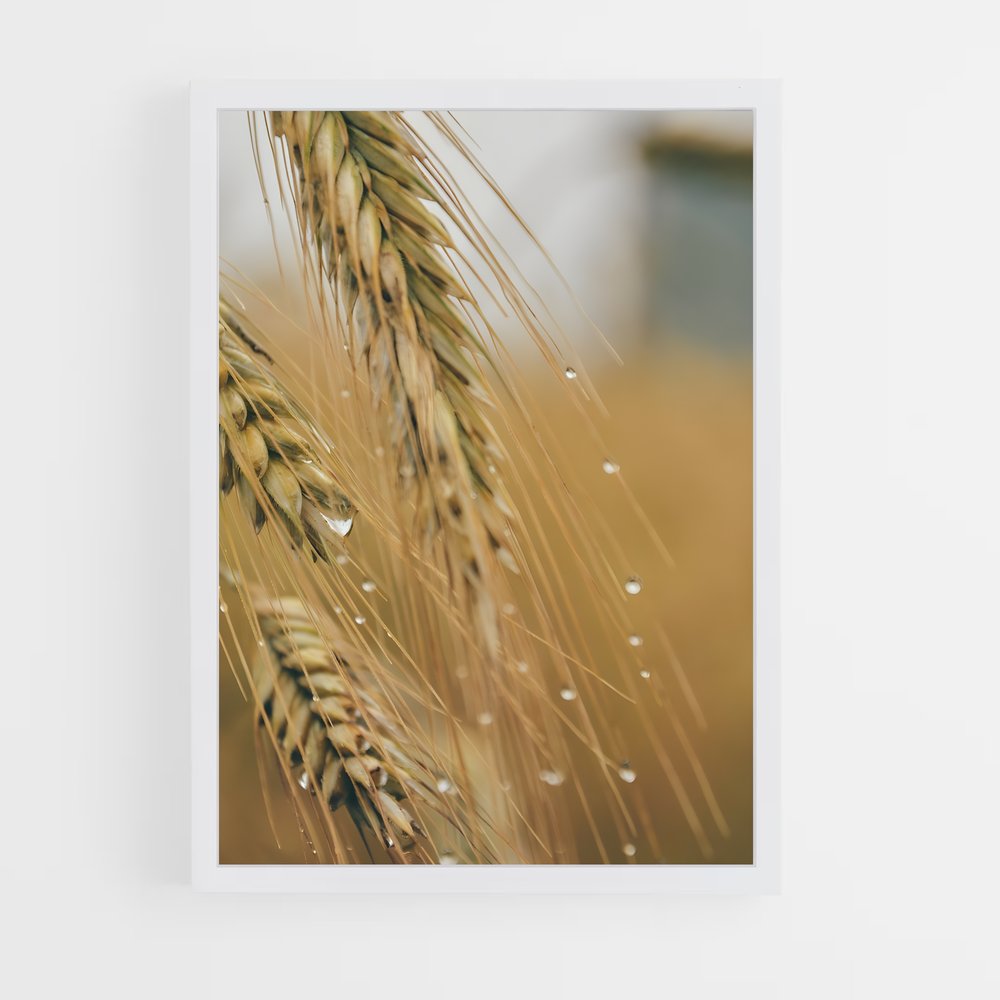 ap-wheat-5 cadre Blanc