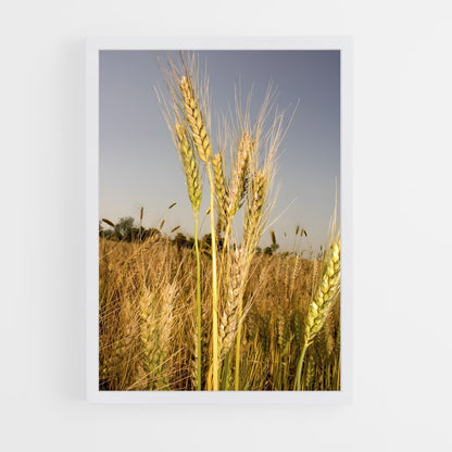 ap-wheat-6 cadre Blanc