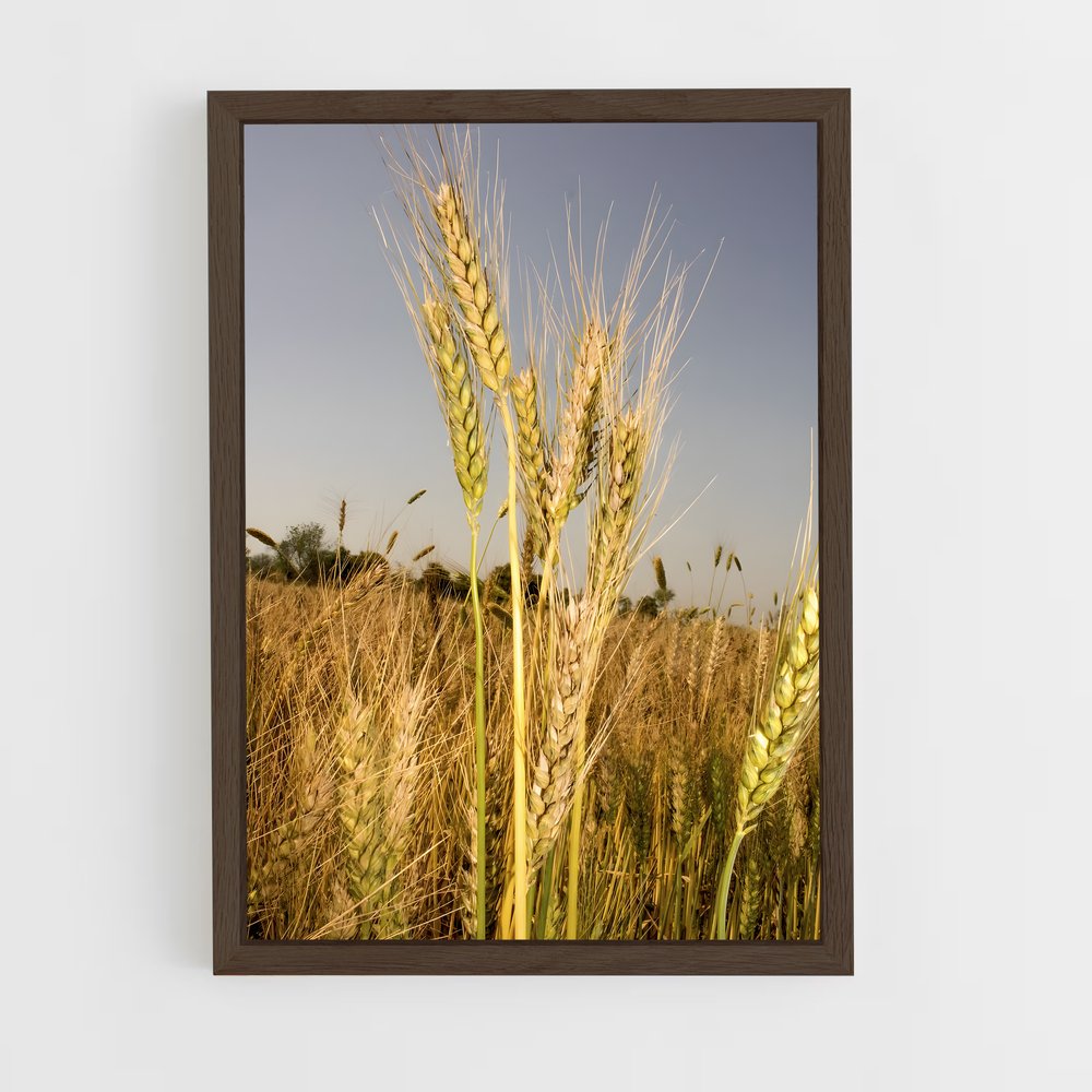 ap-wheat-6 cadre Bois foncé