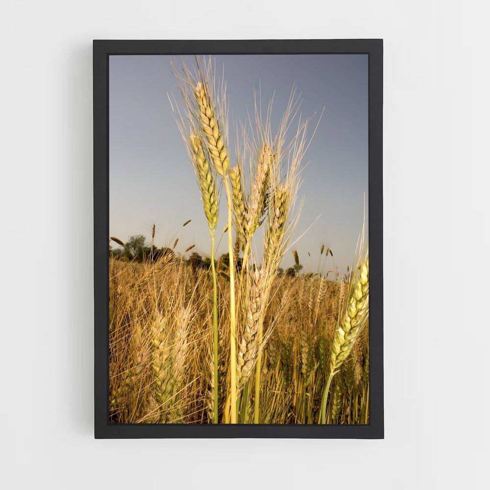 ap-wheat-6 cadre Noir